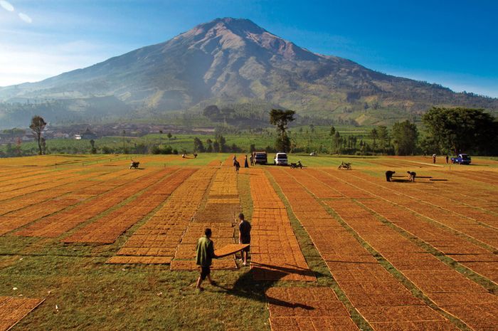 Tanah Desa Gunungsari menjadi sangat subur karena terletak di sekitar daerah gunung berapi, Gunung Sumbing. Sumber: National Geographic Indonesia.