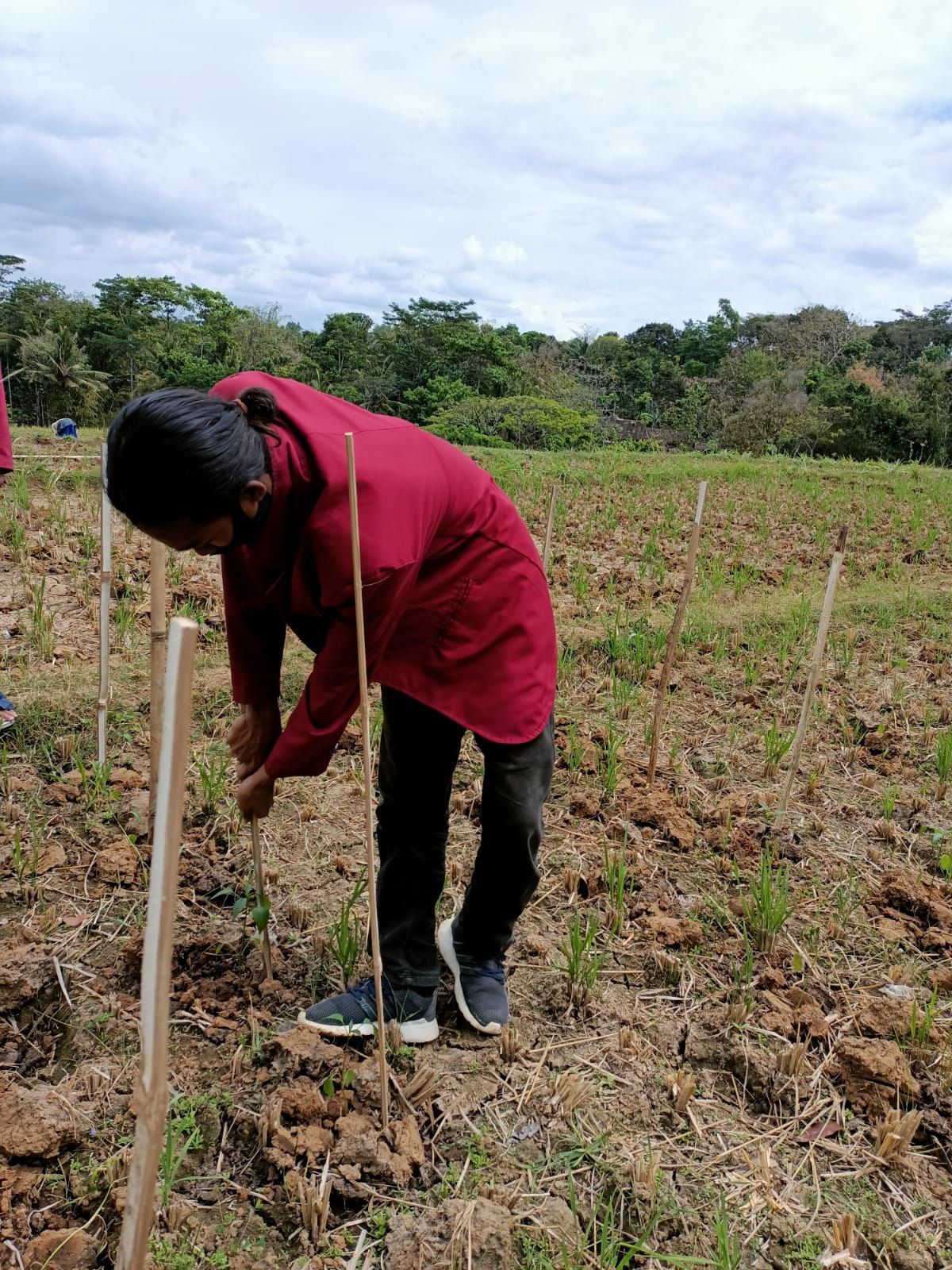 Mahasiswa KKNT MBKM UNISRI Lakukan Pendampingan Petani Cabai Dan ...