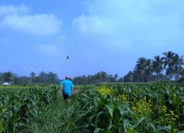 Sedih walau dihibur burung layang-layang. (dokumen pribadi). 