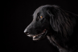 foto anjing hitam, pixabay.com