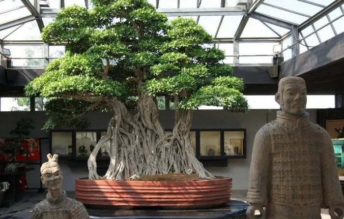 Bonsai tertua yang ada di the Crespi Bonsai Museum , Milan Italia ini diperkirakan berusia 1000 tahun dan merupakan bonsai tertua di dunia. Photo : sentinelsections