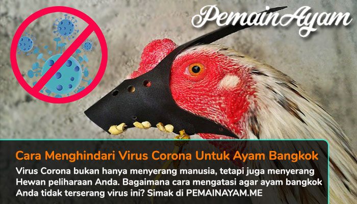 Cara Menghindari Virus Corona Untuk Ayam Bangkok Aduan (Dok. Pribadi)