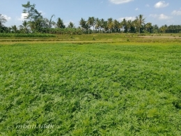 Kenikir subur. (dokumen pribadi). 