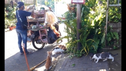 Didik, mas penjual sayur, bersahabat dengan kucing-kucing saya. Rupanya ia suka memberi makanan pada mereka. | Foto: Wahyu Sapta.