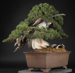 Bonsai dengan batang berbetuk huruf S ini sangat unik namun harganya masih terjangkau. Photo: bonsaiempire 