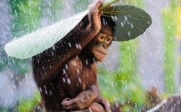 Foto Ilustrasi: berteduh dari hujan - merahputih.com