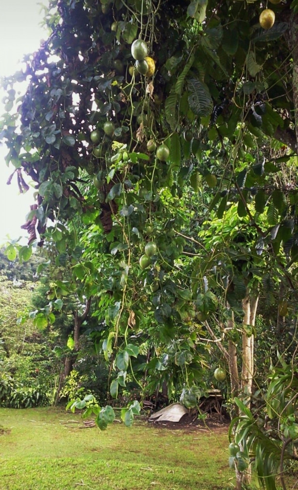 Pohon Markisa di Puncak, Bogor (foto: Irene Maria N.)