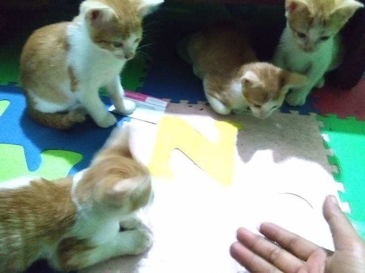 Ilustrasi Anak Kucing Belajar Membaca (Foto: Dokumentasi Pribadi Zaldy Chan)