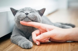 Ilustrasi kucing sebagai ehwan peliharaan | Sumber: shutterstock