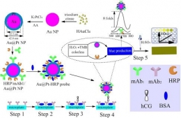 The colorimetric immunoassay protocol of Au@Pt-HRP probe