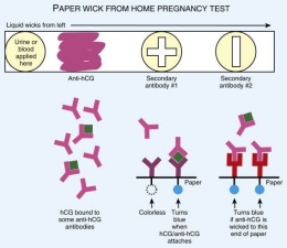 Paper Wick From Home Pregnancy Test