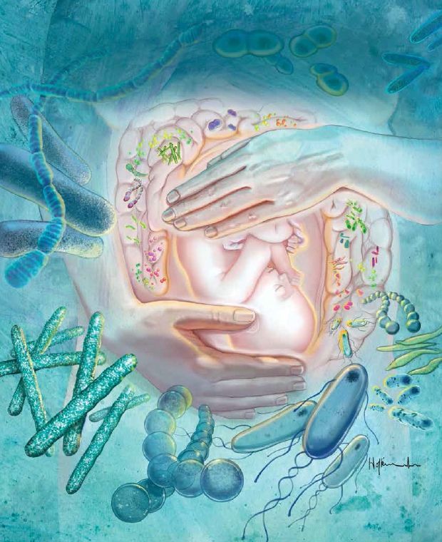 Mikrobioma maternal (ibu hamil). Sumber: The Scientist, Vol. 35, Issue 4, August 2021, hlm. 32.
