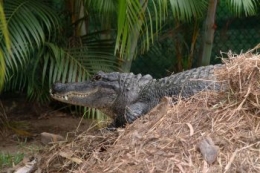 Jenis kelamin anak buaya yang menetas tergantung pada suhu sarang. Photo:  crocodilehunter.com.au