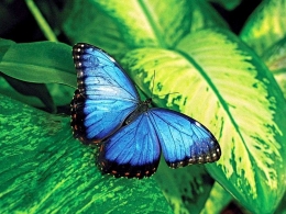Kupu kupu jantan memiliki  kromosom kelamin homogametik sedangkan yang betina memiliki kromosom kelamin homomagetik. Sumber:britannica.com