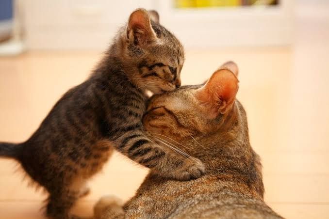 Ilustrasi induk kucing dan anak kucing (kitten) | sumber: my-best.id