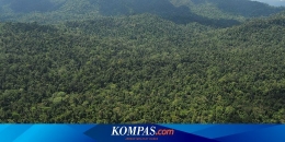 Ilustrasi hijaunya hutan di Kalimantan (foto via kompas.com)