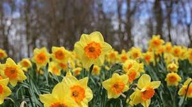 Si cantik  Daffodils , bunga  Bulan  Maret ( dok  pri )