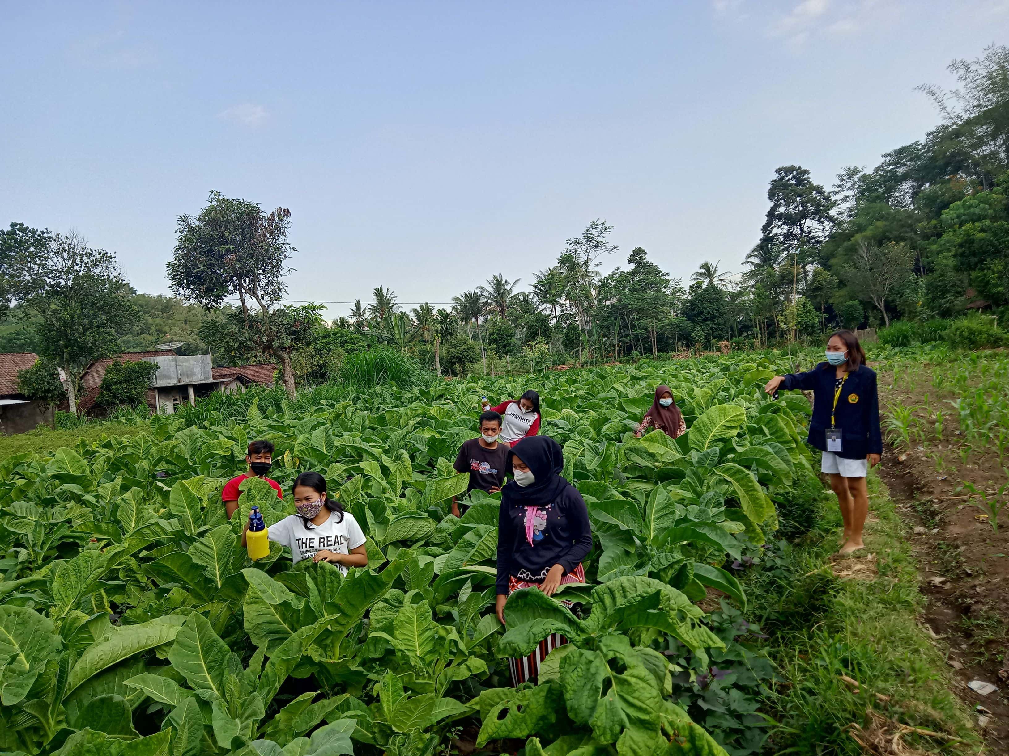 Mahasiswa KKN UNEJ Rintis Penyuluhan, Pelatihan, Dan Pendampingan ...