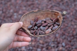 Biji kakao (sumber : kompas.com)