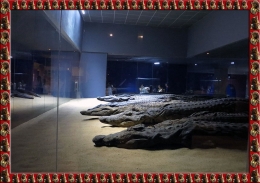 Mummi Buaya di Museum Kuil Kom Ombo (Dok.Wikipedia)