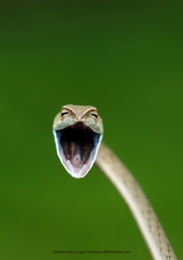 Laughing Snakeby @Aditya Kshirsagar/Comedywildlifephoto.com