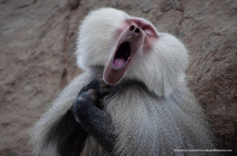 The Baboon who feels like a tenorby @Clemence Guinard/Comedywildlifephoto.com