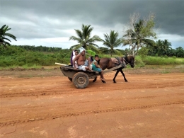 Kuda di Desa Bersehati, penduduk trans dari NTT (Marahalim Siagian)