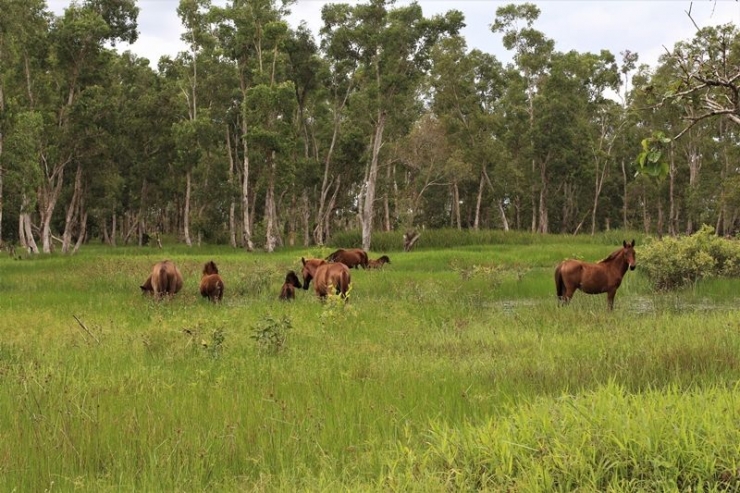 Kuda di Distrik Semangga di pelihara dalam bentuk semi liar (Marahalim Siagian)