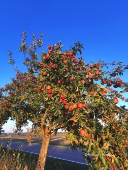 Pohon apel dengan buah ranum | foto: HennieTriana