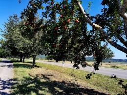 Jalan kecil dengan pohon buah-buahan | foto: HennieTriana