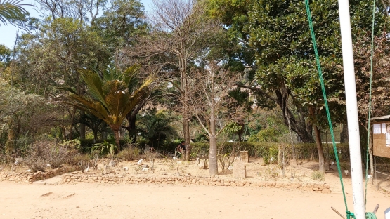 Pohon Baobab Kecil (Dokpri)