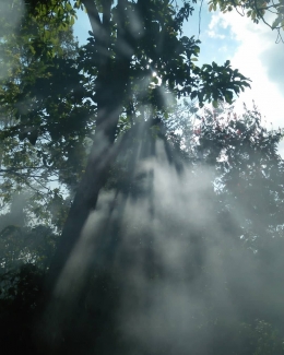 Asap menghamburkan berkas sinar matahari di sela pepohonan (Dok. Pribadi)