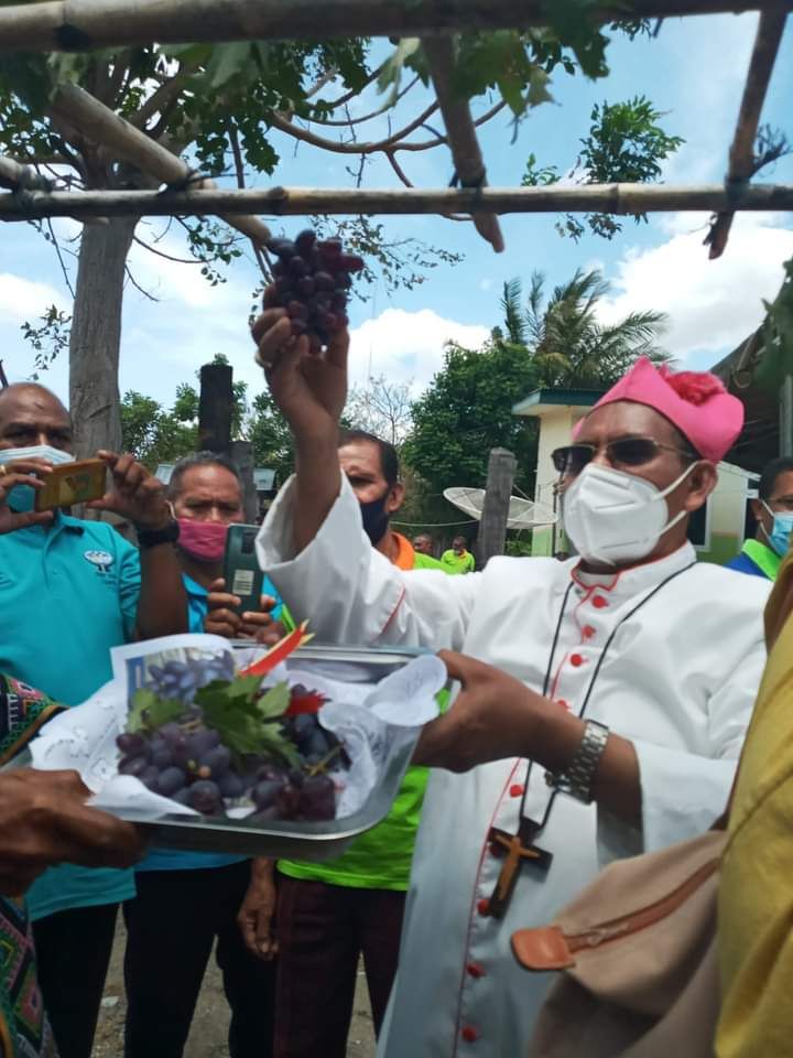 Mgr. Dominikus Saku: Panen Perdana Anggur Pantura (foto:Renty Naben)