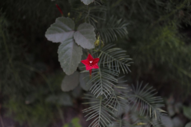 bunga merah/Yusuf Ari