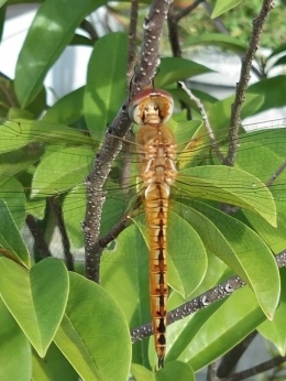 Capung dengan sayap transparan di pohon Sirsak (foto: Theo - Samarinda)