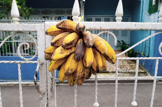 Buah pisang dari tetangga (dok. pribadi).