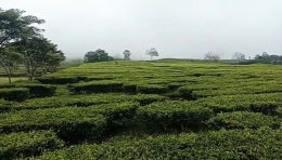 Perkebunan teh gunung dempo (Dokumentasi Pribadi