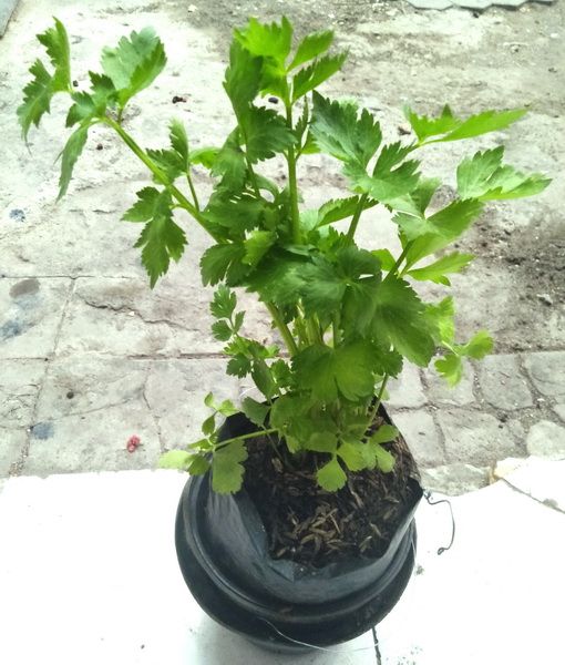 Beli pupuk bonus tanaman seledri. Salah satu contoh sederhana perbuatan baik  (foto: dok. pribadi)
