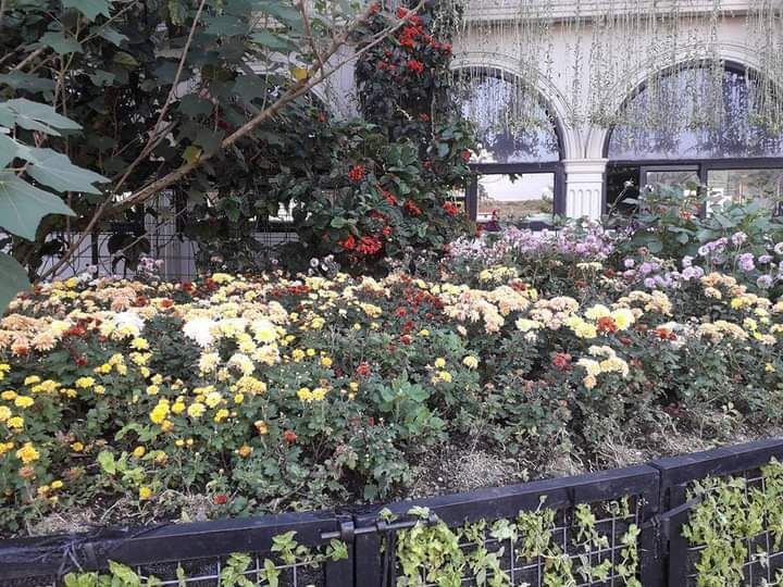 Taman bunga krisan di Lembang. Dokpri