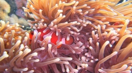 Koleksi foto Nemo dari Dewi Sugian. Trip kemarin, lupa semua bawa GoPro. Jadilah tak ada foto bawah laut kami. Hiks. Cred. Dewi Sugian