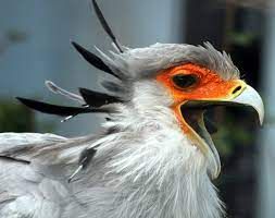 Gambar kecantikan Paras Burung Sekretaris (Sumber: Wikipedia.org) 