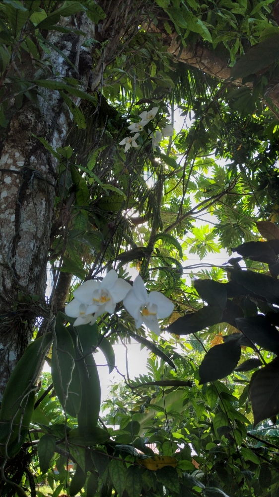 Sumber pribadi: Anggrek Hutan (sebutan bagi bunga cantik ini) tumbuh dan mekar didepan rumah. 