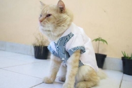Kucing Menggunakan Kostum Unik. Sumber Situs Kucing.co.id