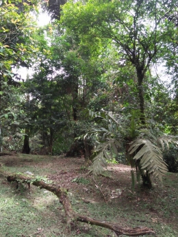Vegetasi di kawasan retreat center Sukamakmur (Dok. Pribadi)