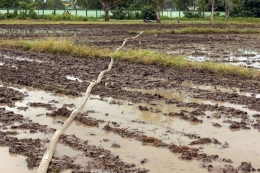 Air harus dipompa dari saluran drainase agar sawah dapat ditanami padi di musim'gaduh' atau kemarau (Foto: Marahalim Siagian)