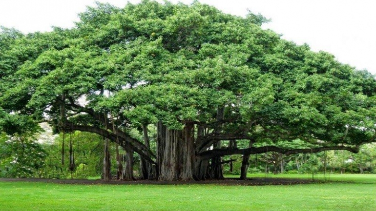 Ilustrasi pohon lebat, sumber: Okezone via goodnewsfromIndonesia.id