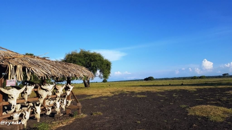 Pengkolan savana Bekol-Bama TN Baluran (dokpri)