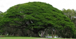 Pohon Trembesi alias Ki Hujan. Foto: mongabay.com