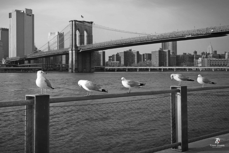 Jembatan Brooklyn yang membentang di atas Sungai East- New York. Sumber: dokumentasi pribadi