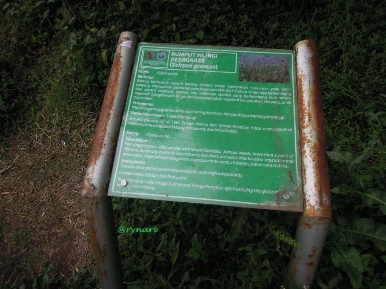 Kawasan rumput wlingi (dokpri)